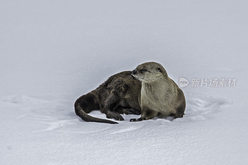 北美水獭，Lontra canadensis，也被称为北方水獭或普通水獭，是北美特有的半水栖哺乳动物。冬天在黄石河边和雪地里玩耍，黄石国家公园